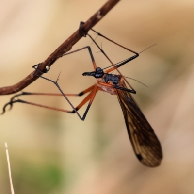 Harpobittacus australis (Hangingfly) at Wodonga, VIC - 24 Nov 2023 by KylieWaldon