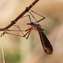 Unidentified Scorpionfly and Hangingfly (Mecoptera) at Wodonga, VIC - 24 Nov 2023 by KylieWaldon