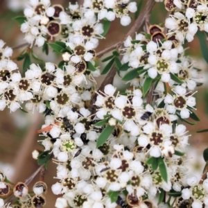 Kunzea ericoides at Wodonga - 25 Nov 2023 10:17 AM