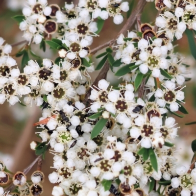 Kunzea ericoides (Burgan) at Wodonga - 24 Nov 2023 by KylieWaldon