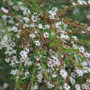 Kunzea ericoides at Wodonga - 25 Nov 2023 10:17 AM