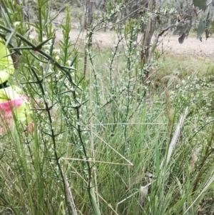 Discaria pubescens at Bago State Forest - 24 Nov 2023 01:30 PM