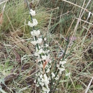 Discaria pubescens at Bago State Forest - 24 Nov 2023 01:30 PM