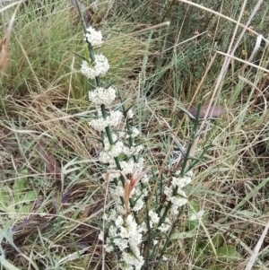 Discaria pubescens at Bago State Forest - 24 Nov 2023