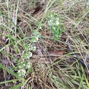 Discaria pubescens at Bago State Forest - 24 Nov 2023