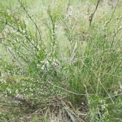 Discaria pubescens at Bago State Forest - 24 Nov 2023