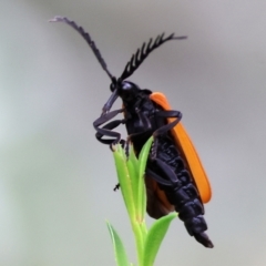 Porrostoma rhipidium (Long-nosed Lycid (Net-winged) beetle) at Wodonga, VIC - 24 Nov 2023 by KylieWaldon
