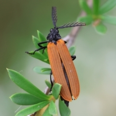 Porrostoma rhipidium at Wodonga - 25 Nov 2023