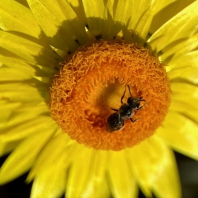 Lasioglossum sp. (genus) (Furrow Bee) at Aranda, ACT - 25 Nov 2023 by KMcCue
