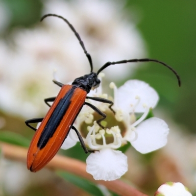 Stenoderus suturalis (Stinking Longhorn) at WREN Reserves - 24 Nov 2023 by KylieWaldon