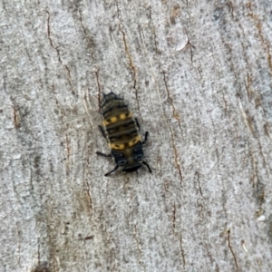 Coccinellidae (family) at Aranda, ACT - 25 Nov 2023 03:01 PM