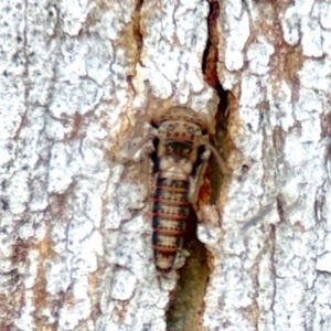 Cicadellidae (family) at Aranda, ACT - 25 Nov 2023