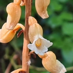 Gastrodia sesamoides (Cinnamon Bells) at Isaacs, ACT - 25 Nov 2023 by Mike