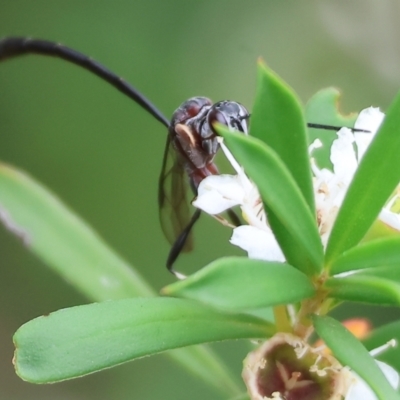 Gasteruption sp. (genus) (Gasteruptiid wasp) at WREN Reserves - 25 Nov 2023 by KylieWaldon