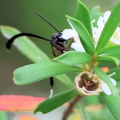 Gasteruption sp. (genus) at WREN Reserves - 25 Nov 2023 10:20 AM
