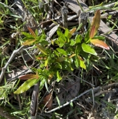 Ochna serrulata at Kangaroo Valley, NSW - suppressed