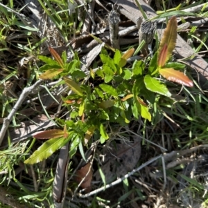 Ochna serrulata at Kangaroo Valley, NSW - suppressed