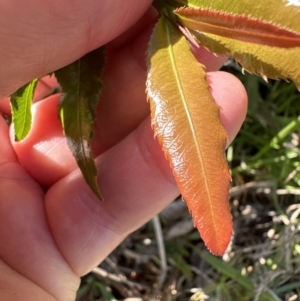 Ochna serrulata at Kangaroo Valley, NSW - suppressed