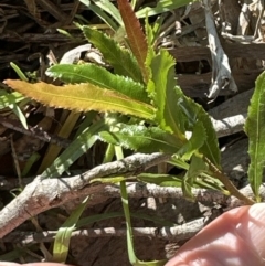 Ochna serrulata at Kangaroo Valley, NSW - 26 Nov 2023
