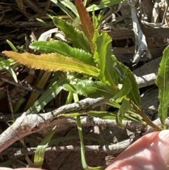 Ochna serrulata at Kangaroo Valley, NSW - suppressed