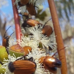 Phyllotocus macleayi (Nectar scarab) at Birrigai - 15 Nov 2023 by jac