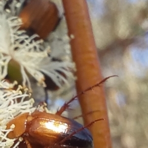 Phyllotocus macleayi at Birrigai - 15 Nov 2023