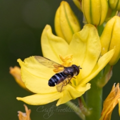 Unidentified Hover fly (Syrphidae) at ANBG - 25 Nov 2023 by Cristy1676