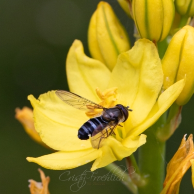 Unidentified Hover fly (Syrphidae) at Canberra Central, ACT - 25 Nov 2023 by Cristy1676