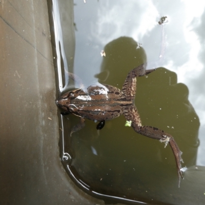 Limnodynastes peronii (Brown-striped Frog) at Mongarlowe River - 25 Nov 2023 by arjay