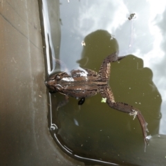 Limnodynastes peronii (Brown-striped Frog) at QPRC LGA - 25 Nov 2023 by arjay