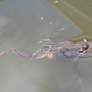 Limnodynastes peronii at QPRC LGA - suppressed