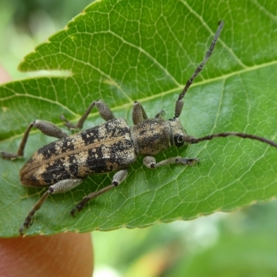 Pempsamacra dispersa (Longhorn beetle) at Charleys Forest, NSW - 25 Nov 2023 by arjay