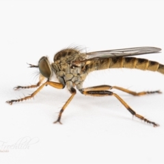 Cerdistus sp. (genus) (Slender Robber Fly) at Page, ACT - 19 Nov 2023 by Cristy1676