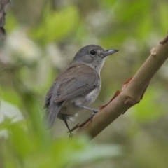 Colluricincla harmonica (Grey Shrikethrush) at Brunswick Heads, NSW - 14 Nov 2023 by macmad