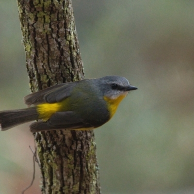 Eopsaltria australis (Eastern Yellow Robin) at Brunswick Heads, NSW - 13 Nov 2023 by macmad