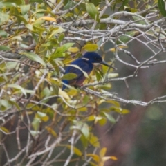 Ceyx azureus (Azure Kingfisher) at Brunswick Heads, NSW - 14 Nov 2023 by macmad