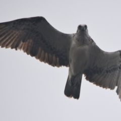 Pandion haliaetus (Osprey) at Brunswick Heads, NSW - 13 Nov 2023 by macmad