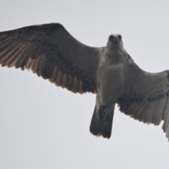 Pandion haliaetus (Osprey) at Brunswick Heads, NSW - 14 Nov 2023 by macmad