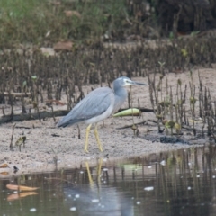 Egretta novaehollandiae (White-faced Heron) at Brunswick Heads, NSW - 14 Nov 2023 by macmad