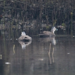 Anas superciliosa (Pacific Black Duck) at Brunswick Heads, NSW - 13 Nov 2023 by macmad