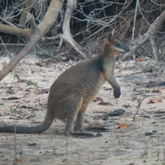 Wallabia bicolor (Swamp Wallaby) at Brunswick Heads, NSW - 13 Nov 2023 by macmad