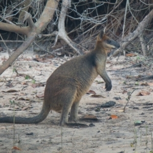 Wallabia bicolor at Brunswick Heads, NSW - 14 Nov 2023 07:25 AM