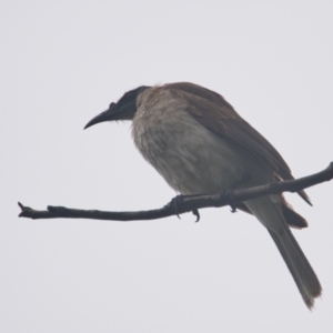 Philemon corniculatus at Brunswick Heads, NSW - 14 Nov 2023 07:29 AM