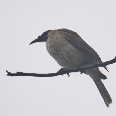 Philemon corniculatus (Noisy Friarbird) at Brunswick Heads, NSW - 14 Nov 2023 by macmad