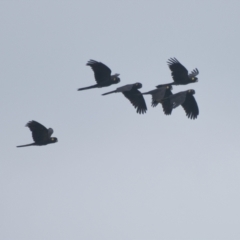 Zanda funerea (Yellow-tailed Black-Cockatoo) at Brunswick Heads, NSW - 14 Nov 2023 by macmad