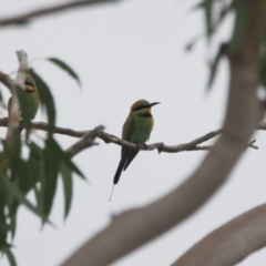 Merops ornatus (Rainbow Bee-eater) at Brunswick Heads, NSW - 14 Nov 2023 by macmad