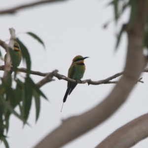 Merops ornatus at Brunswick Heads, NSW - 14 Nov 2023