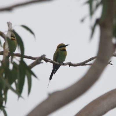 Merops ornatus (Rainbow Bee-eater) at Brunswick Heads, NSW - 14 Nov 2023 by macmad