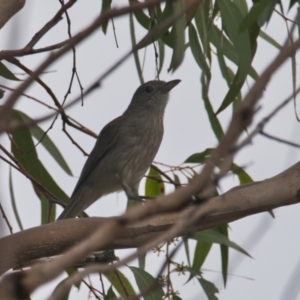 Colluricincla harmonica at Brunswick Heads, NSW - 14 Nov 2023 07:47 AM