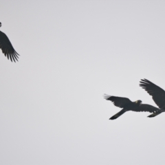 Zanda funerea (Yellow-tailed Black-Cockatoo) at Brunswick Heads, NSW - 13 Nov 2023 by macmad